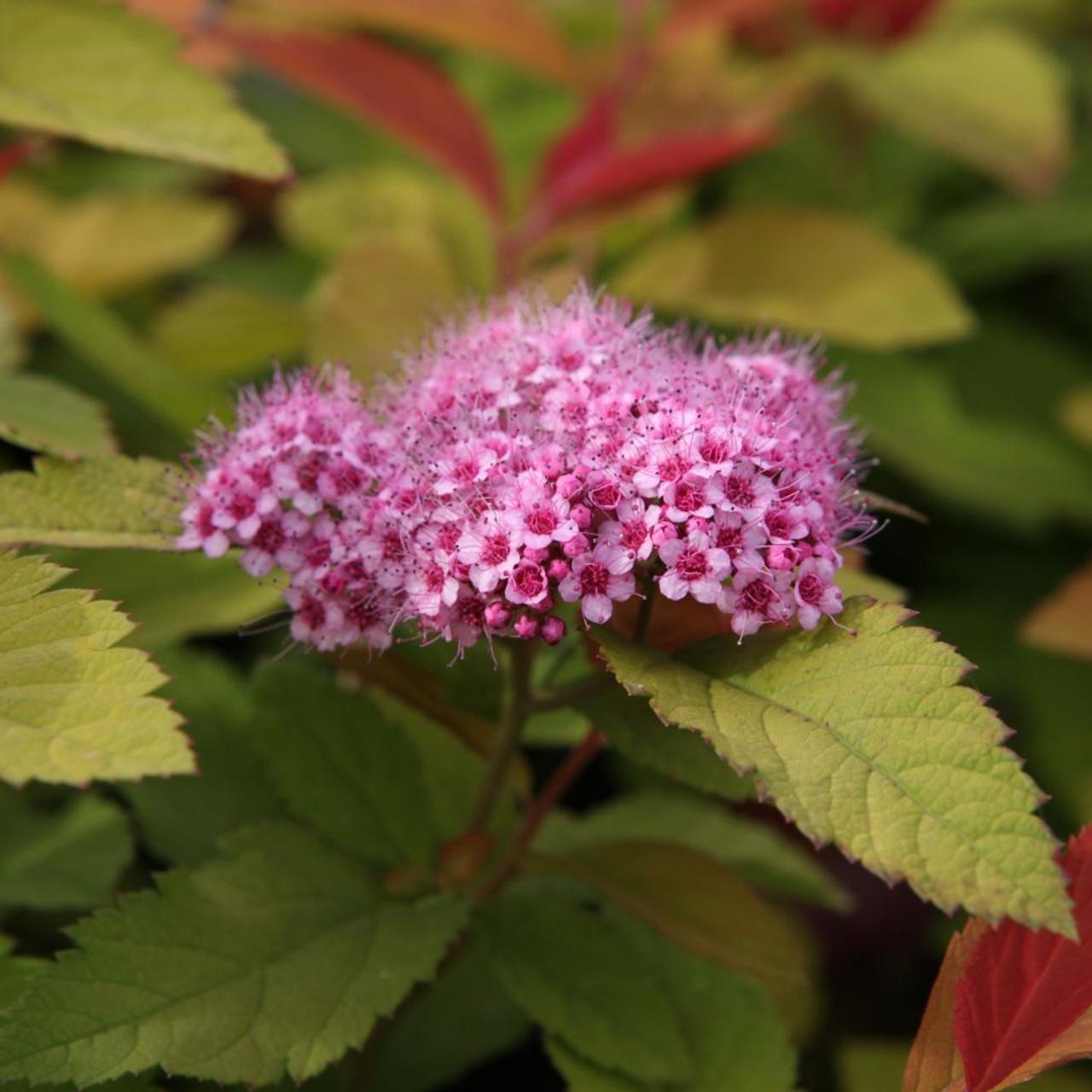 Spiraea japonica 'Pink & Gold' plant