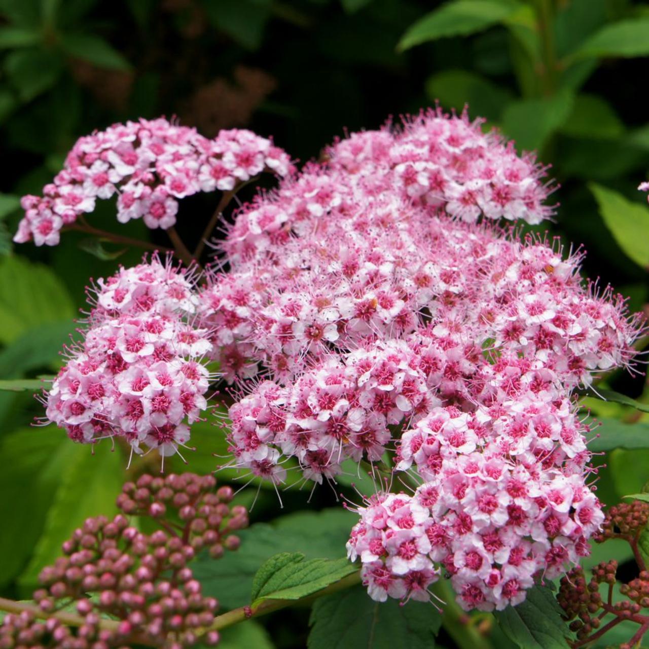 Spiraea japonica 'Sparkling Champagne' plant