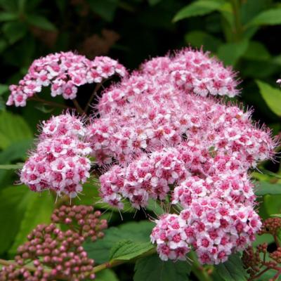 spiraea-japonica-sparkling-champagne