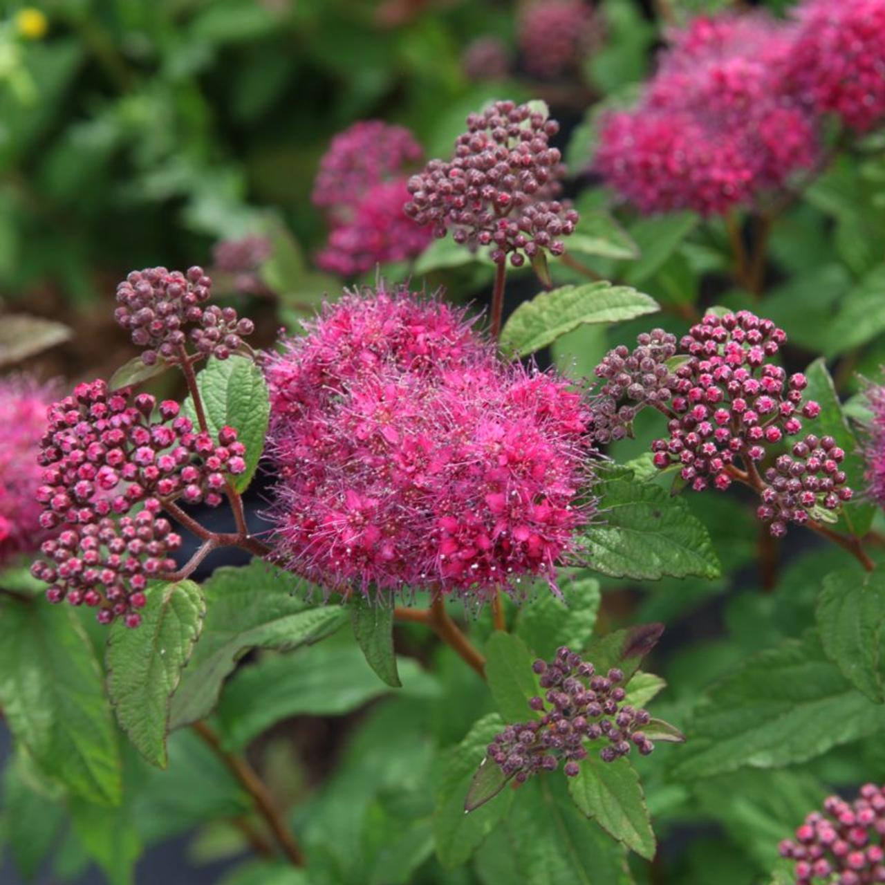 Spiraea japonica 'Superstar' plant