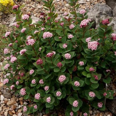 spiraea-morrisonicola