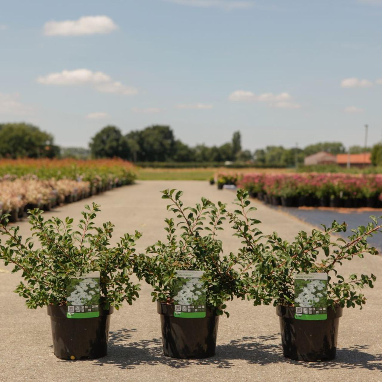 Spiraea nipp. 'White Carpet' plant