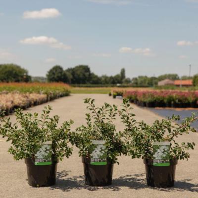 spiraea-nipp-white-carpet