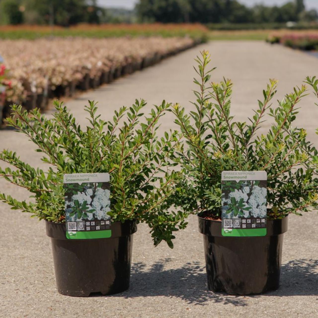 Spiraea nipponica 'Snowmound' plant