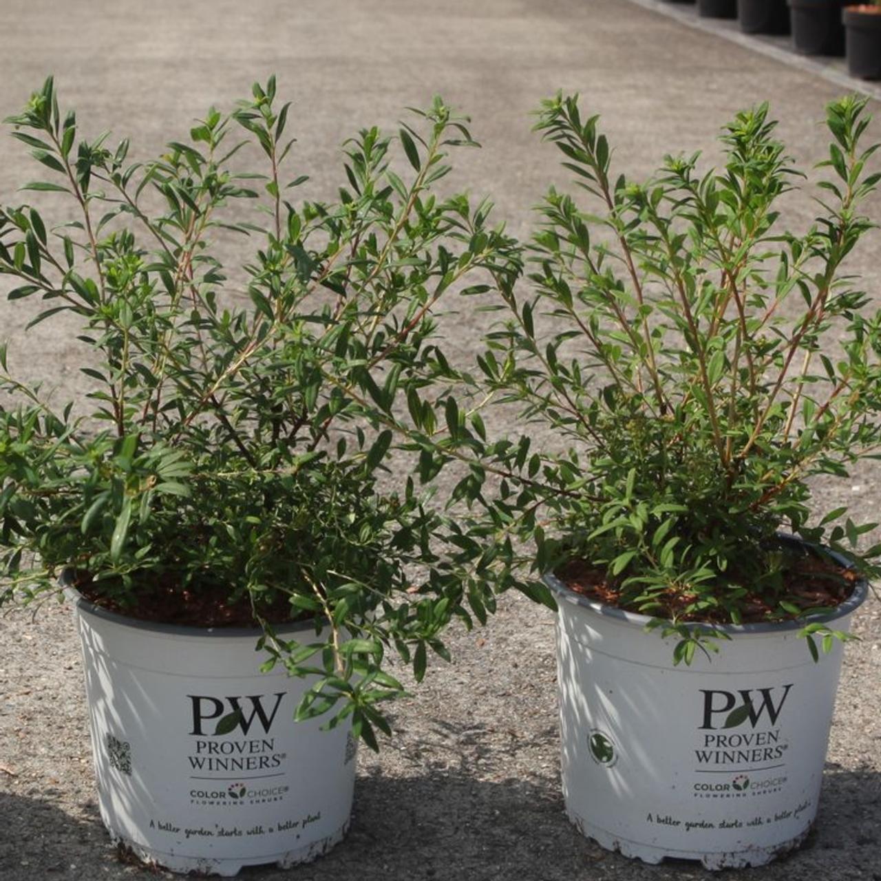 Spiraea nipponica WEDDING CAKE  plant