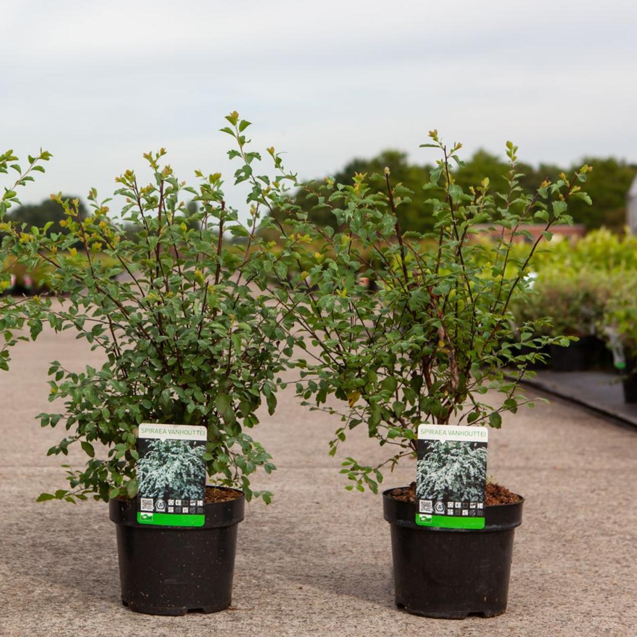 Spiraea vanhouttei plant