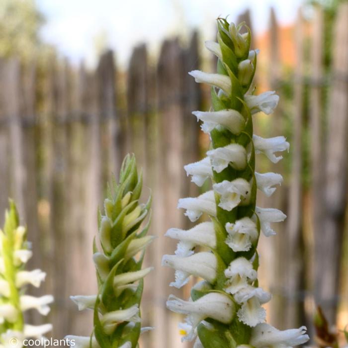 Spiranthes cernua f. odorata 'Chadds Ford' plant