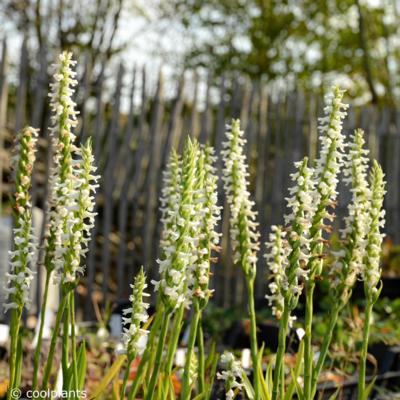 spiranthes-cernua-f-odorata-chadds-ford