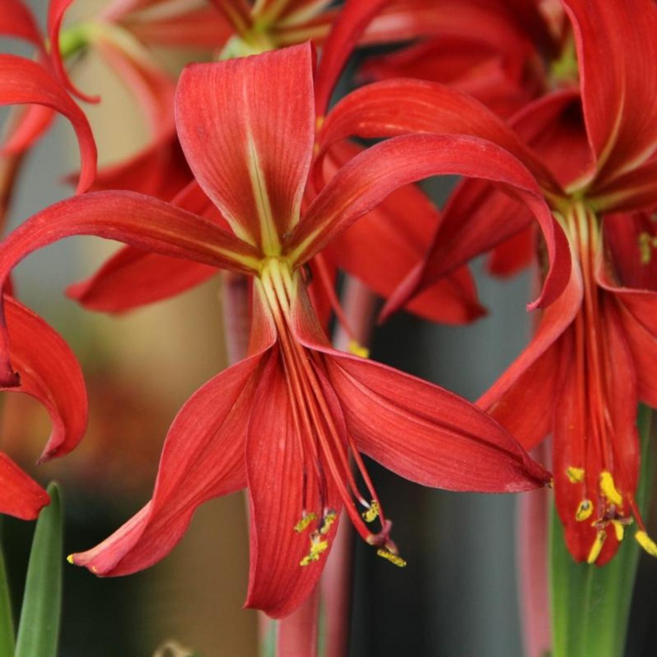 Sprekelia formosissima plant