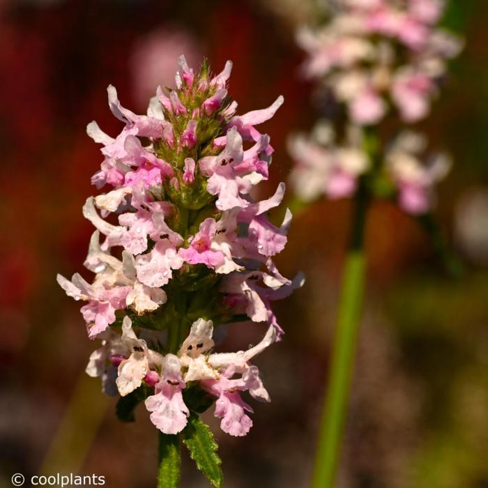 Stachys 'Summer Crush' plant