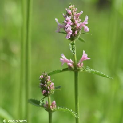 stachys-summer-crush