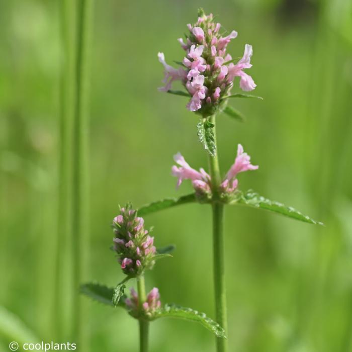 Stachys 'Summer Crush' plant