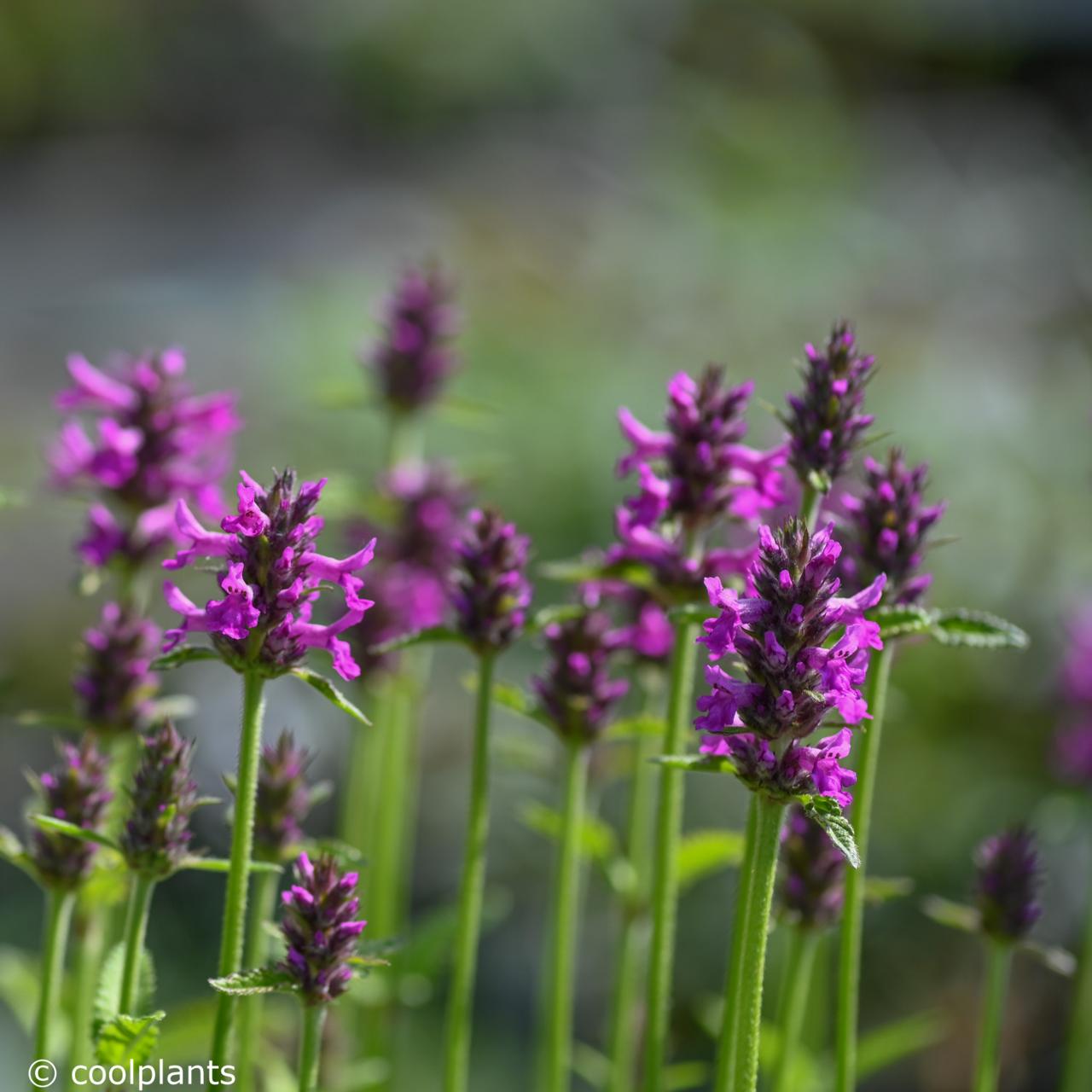 Stachys 'Summer Romance' plant