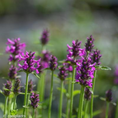 stachys-summer-romance