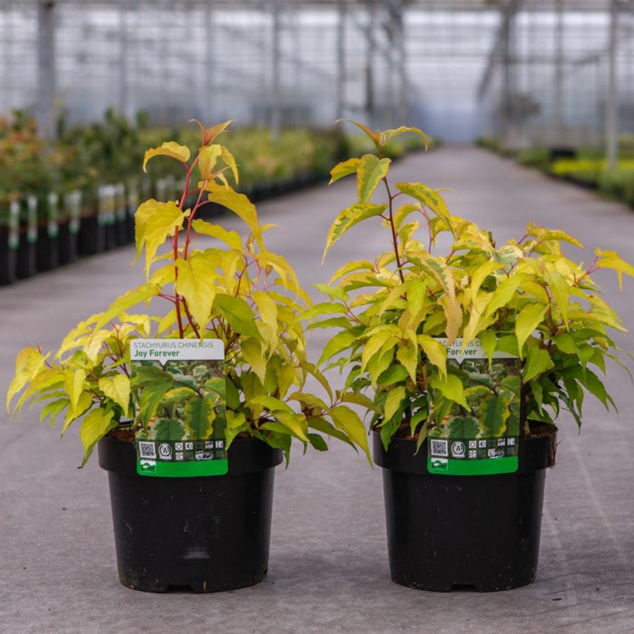 Stachyurus chinensis 'Joy Forever' plant