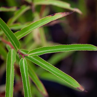 stachyurus-salicifolius-fairytale