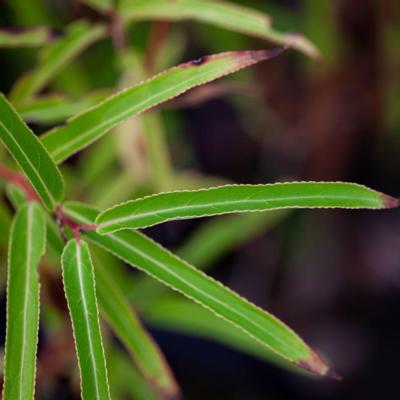 stachyurus-salicifolius