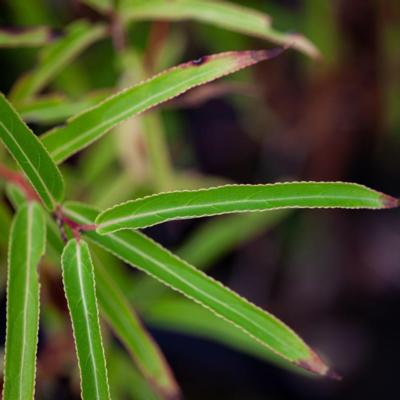 stachyurus-salicifolius