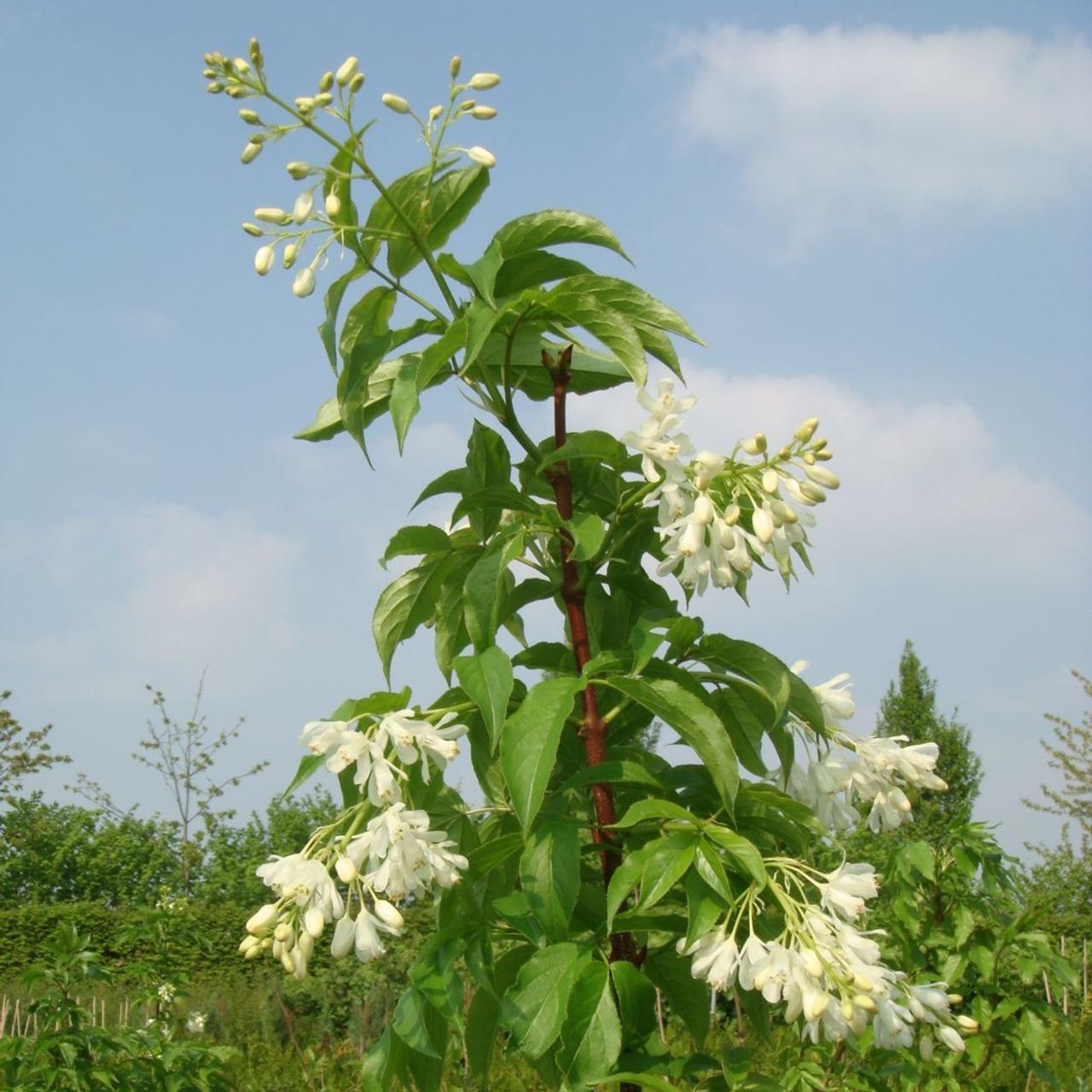 Staphylea colchica plant