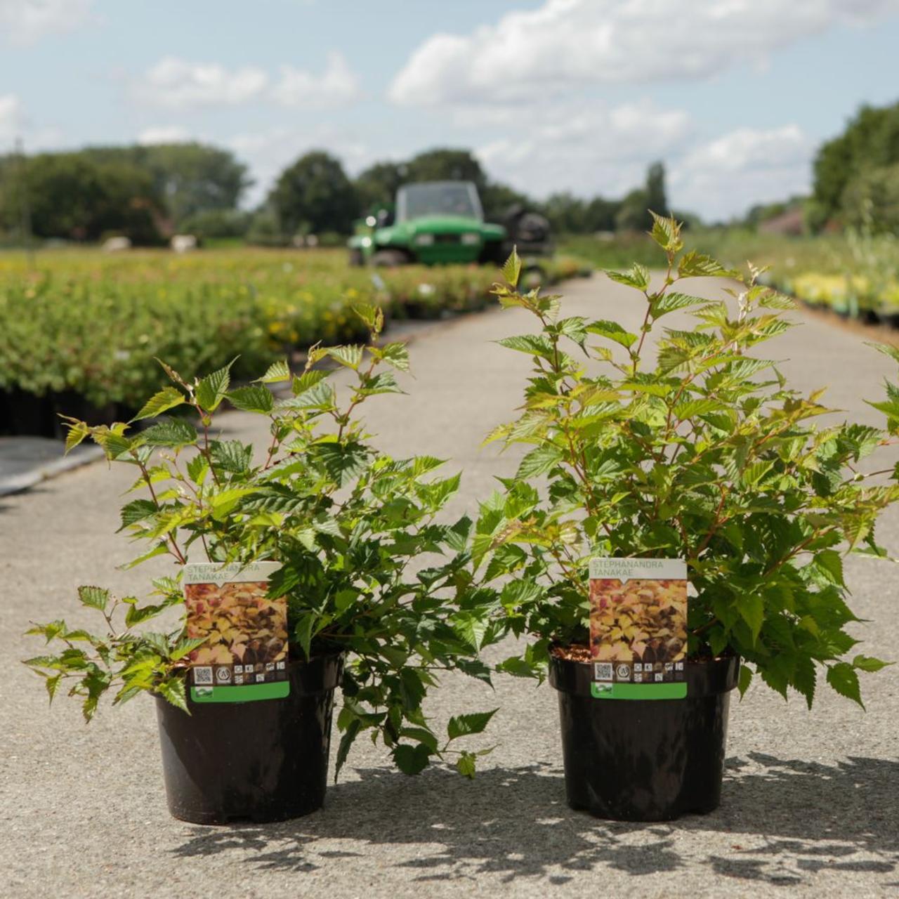 Stephanandra tanakae plant