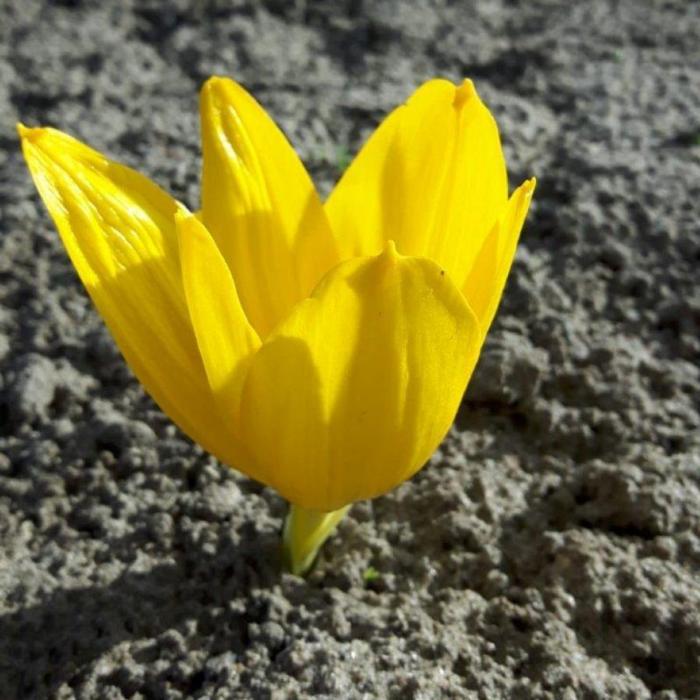 Sternbergia clusiana plant