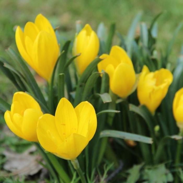 Sternbergia lutea plant