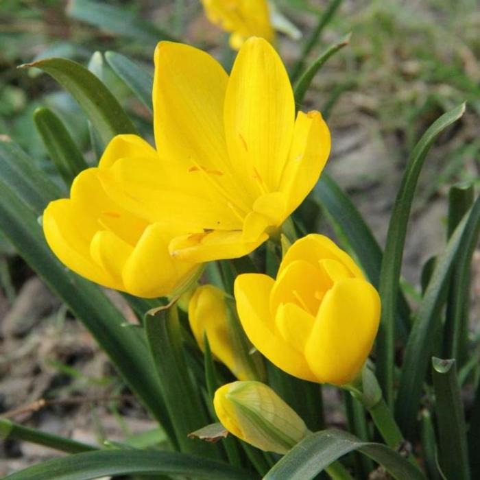 Sternbergia lutea plant