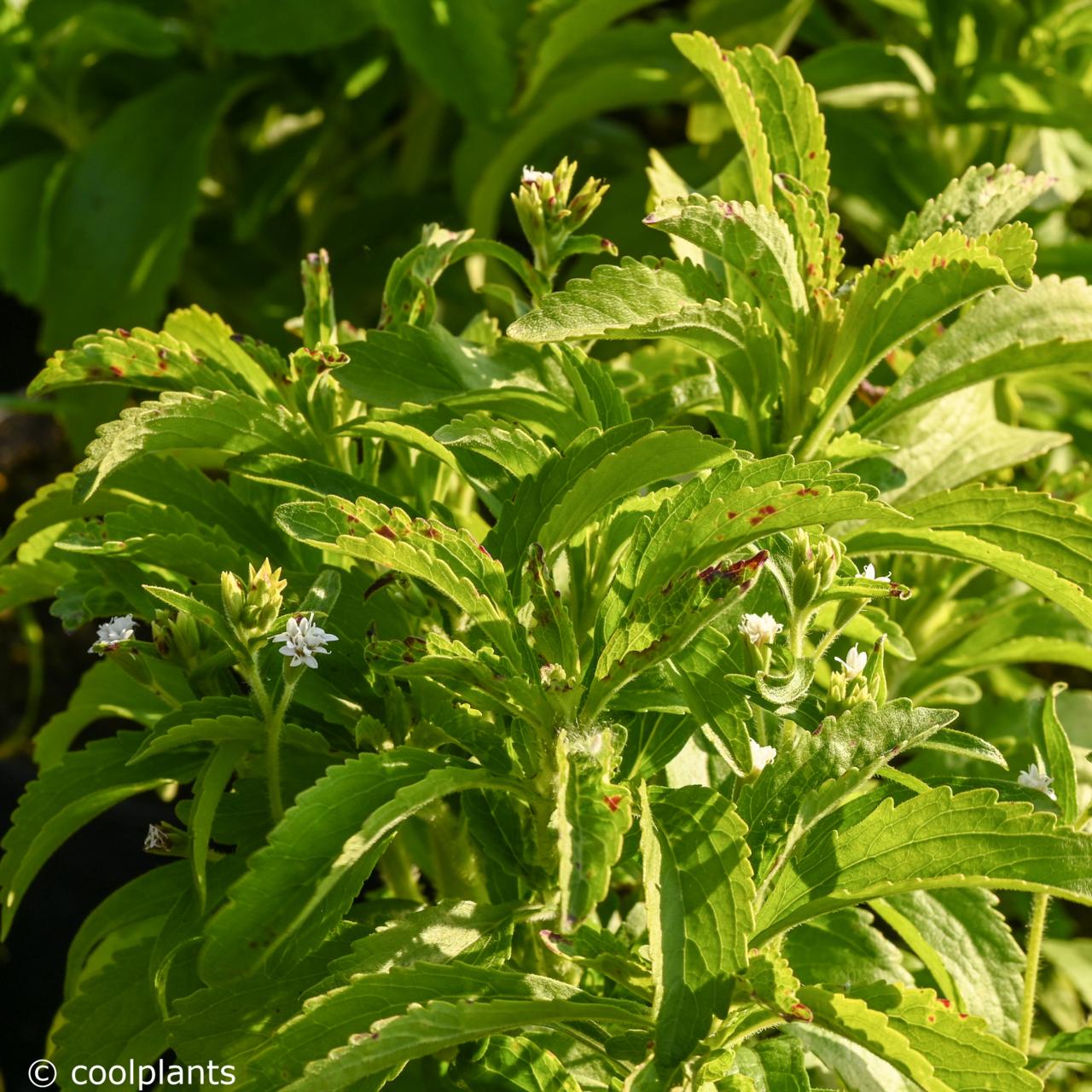 Stevia rebaudiana plant