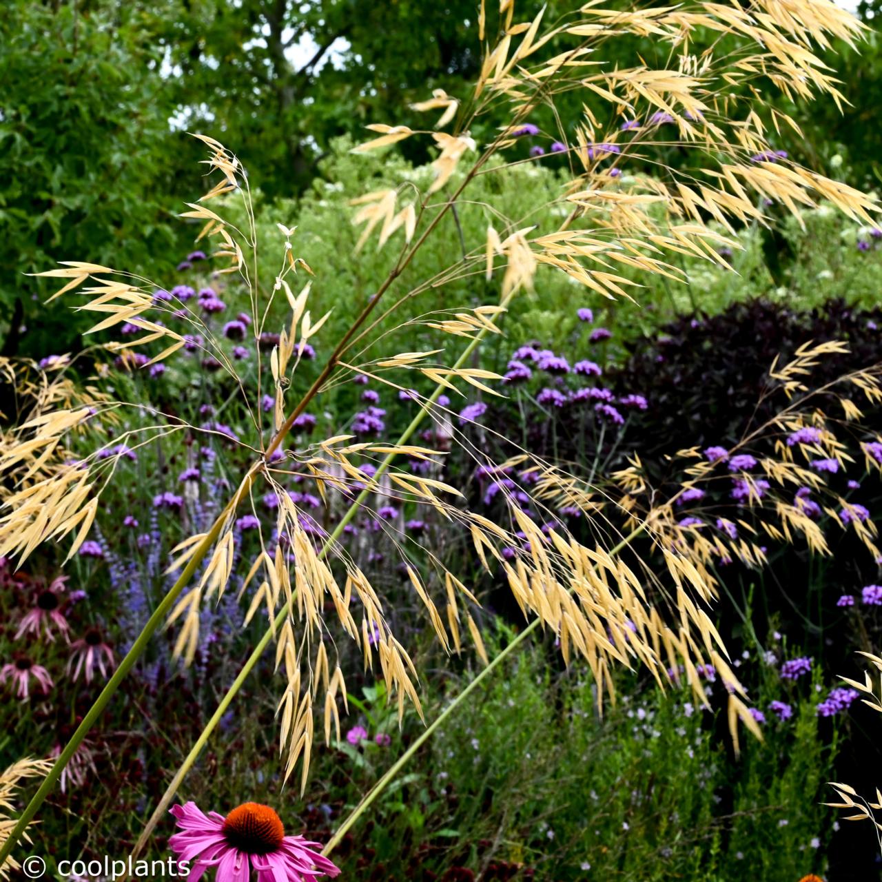 Stipa gigantea plant