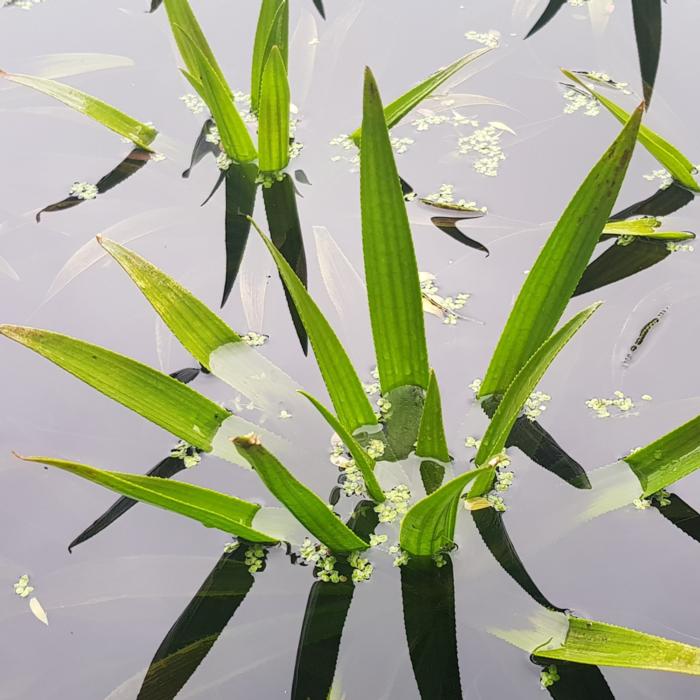 Stratiotes aloides plant