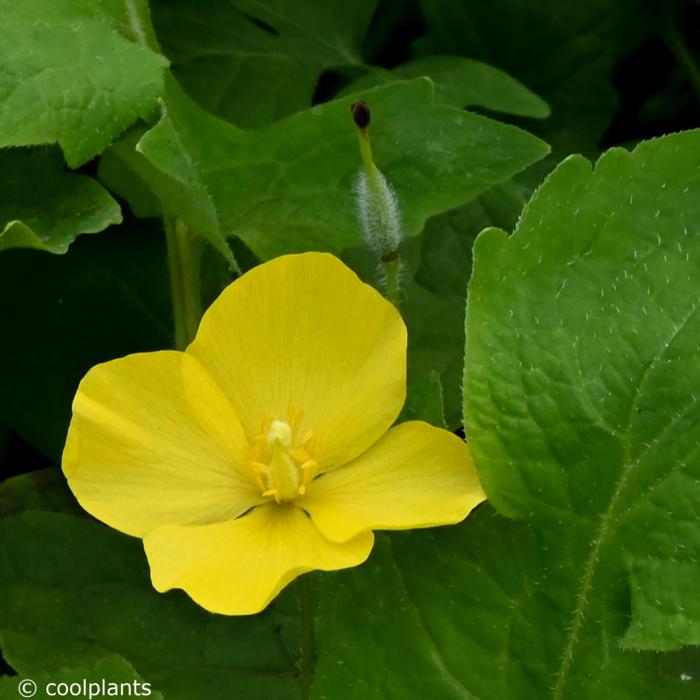 Stylophorum diphyllum plant