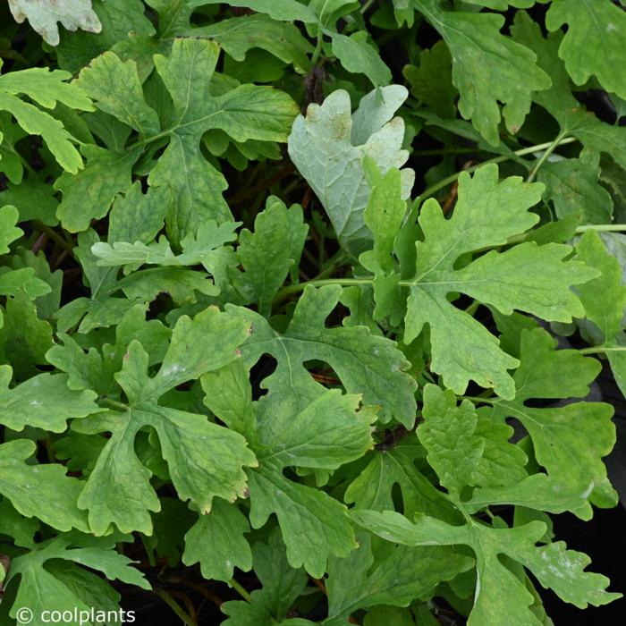 Stylophorum diphyllum plant