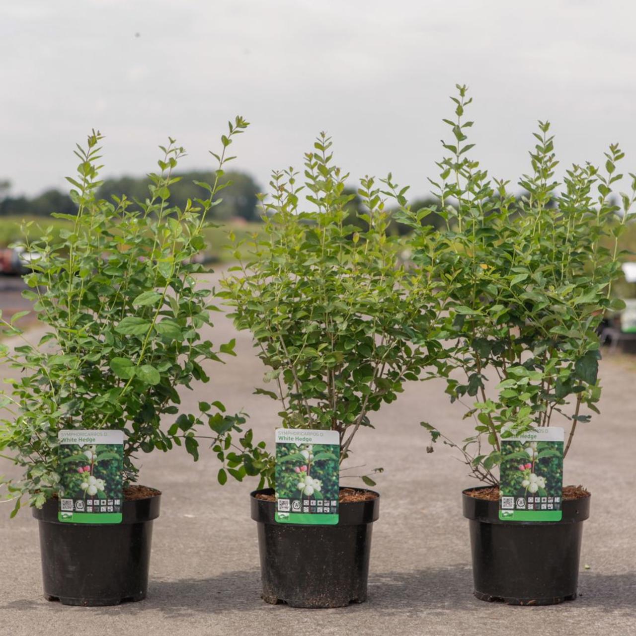 Symphoricarpos x doorenbosii 'White Hedge' plant