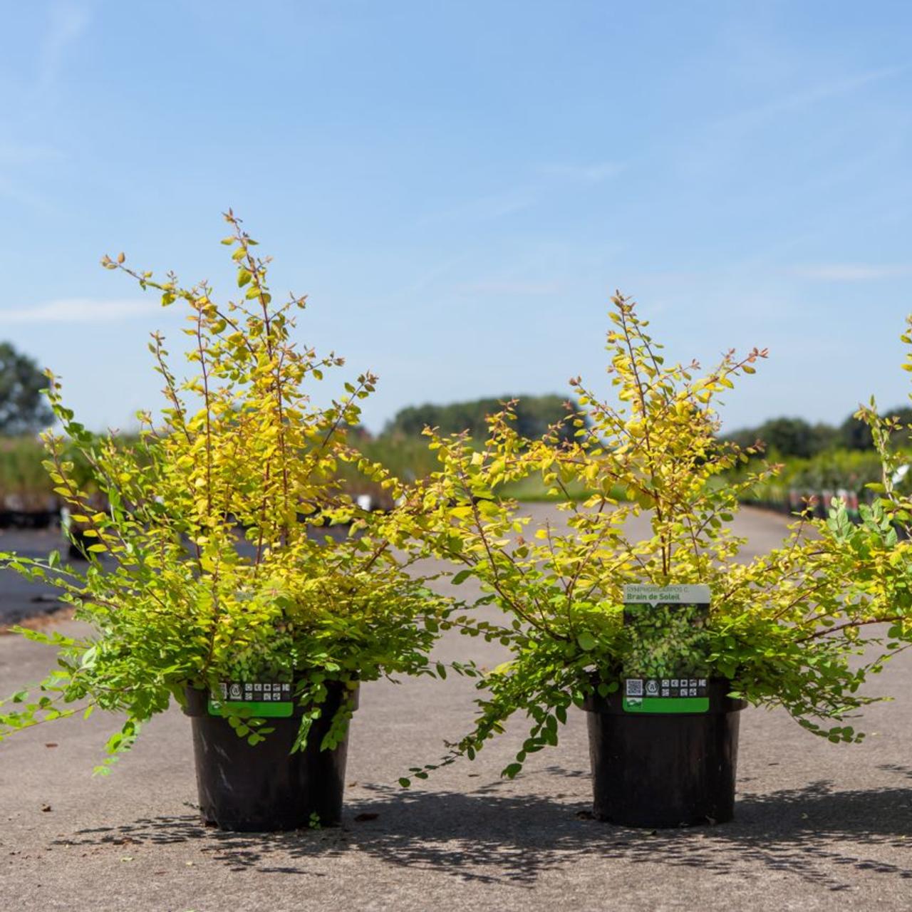 Symphoricarpos chenaultii 'Brain de Soleil' plant