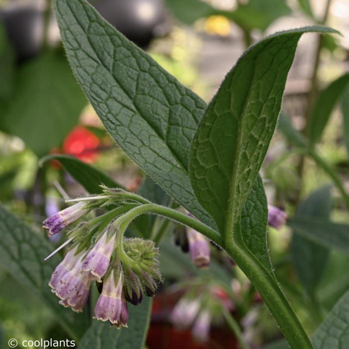 Symphytum x uplandicum 'Bocking 14' plant