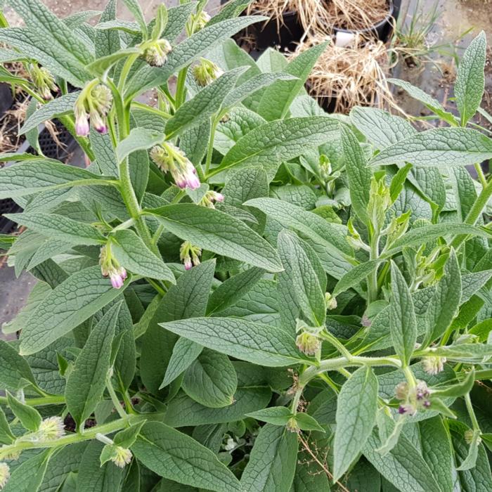 Symphytum x uplandicum 'Bocking 14' plant