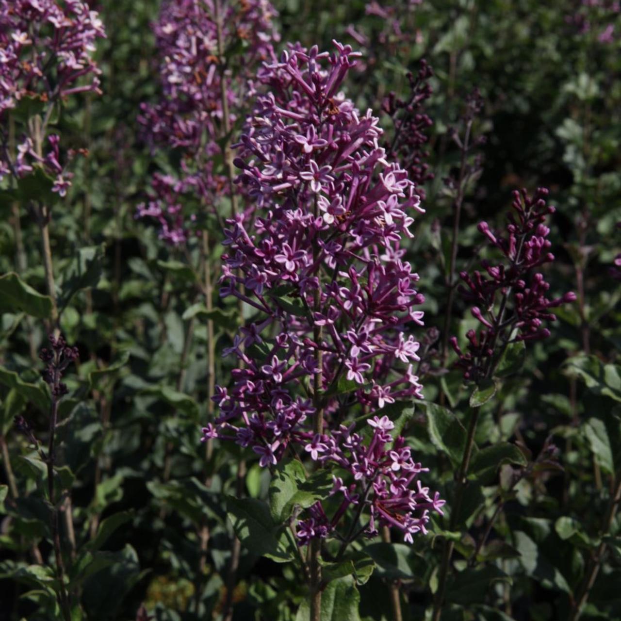 Syringa Bloomerang 'Dark Purple' plant