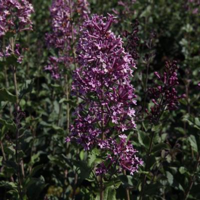 syringa-bloomerang-dark-purple