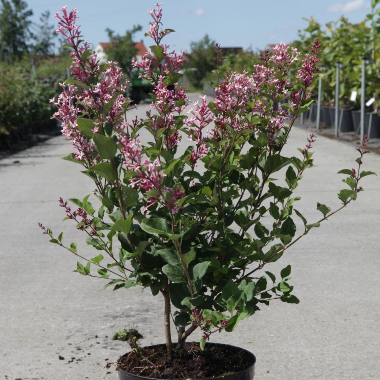 Syringa 'Bloomerang Pink Perfume' plant