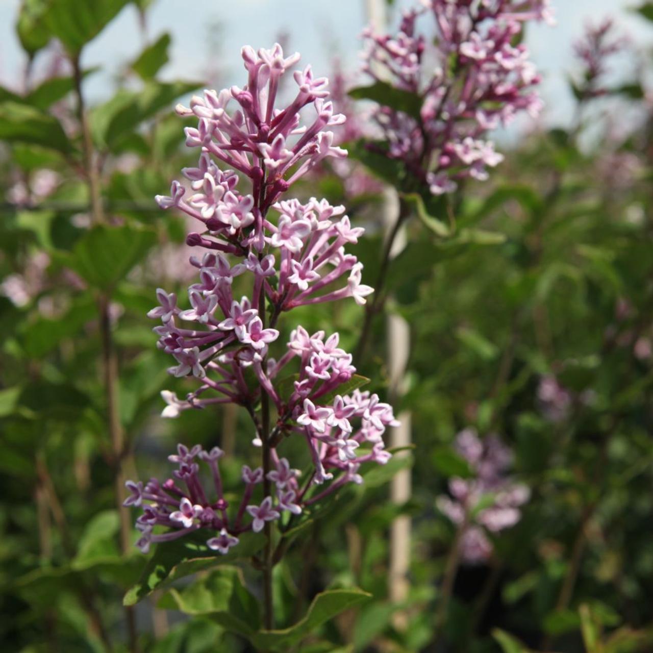 Syringa meyeri 'Josée' plant