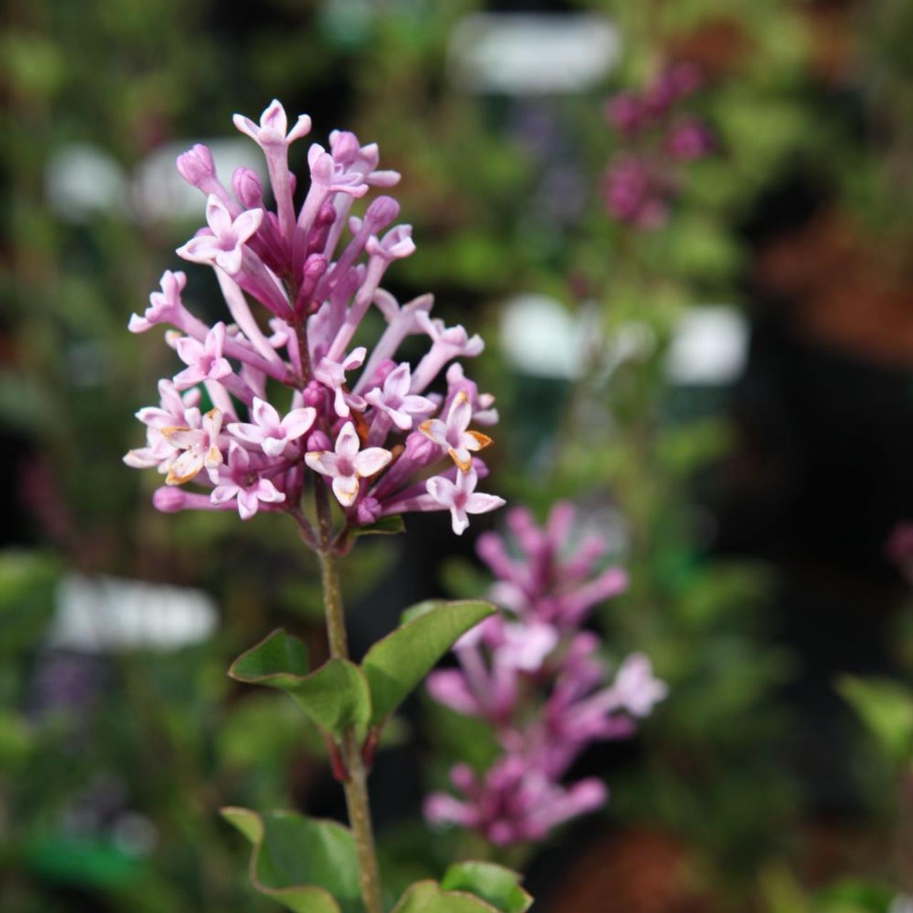 Syringa meyeri 'Palibin' plant