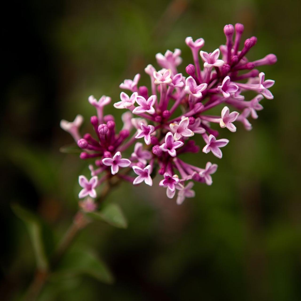 Syringa microphylla 'Superba' plant