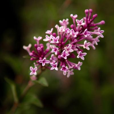 syringa-microphylla-superba