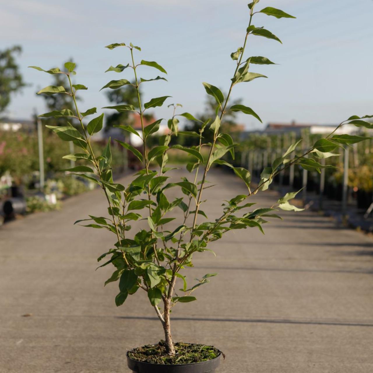 Syringa pekinensis 'Beijing Gold' plant