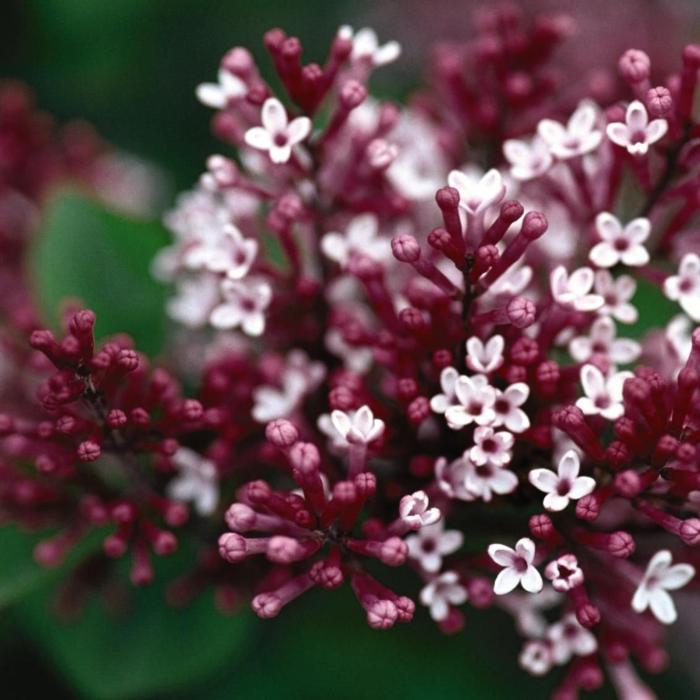 Syringa 'Tinkerbelle' plant