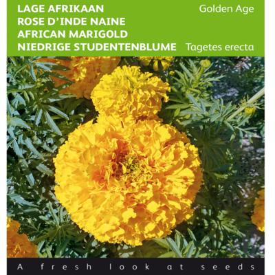 tagetes-erecta-golden-age