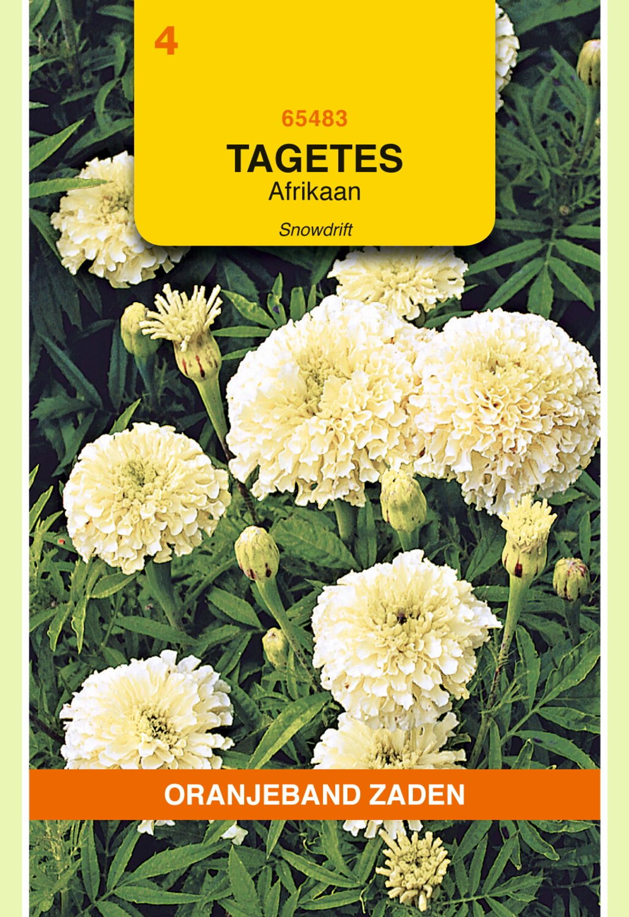 Tagetes erecta 'Snowdrift' plant