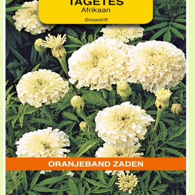 tagetes-erecta-snowdrift