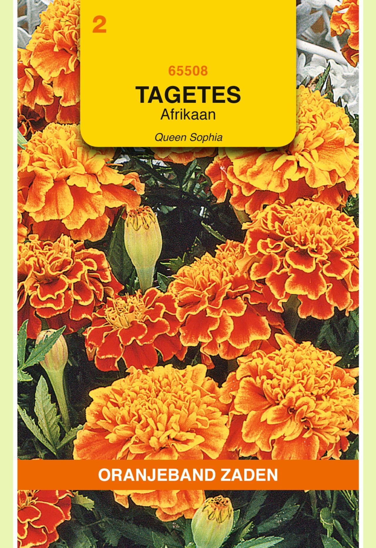 Tagetes patula nana 'Bolero' plant