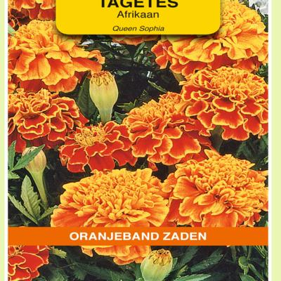 tagetes-patula-nana-bolero